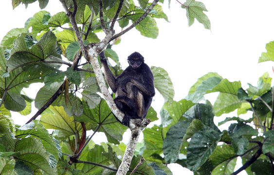 The white-bellied spider monkey (Ateles belzebuth), also known as the white-fronted or long-haired spider monkey, is an endangered species of spider monkey, a type of New World monkey.