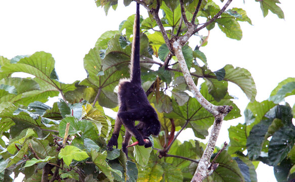 The white-bellied spider monkey (Ateles belzebuth), also known as the white-fronted or long-haired spider monkey, is an endangered species of spider monkey, a type of New World monkey.