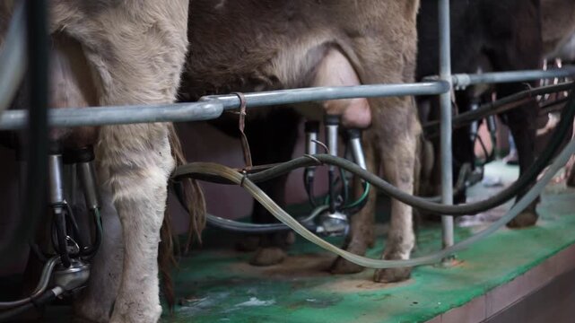 Ubres de vaca con m&aacute;quina de orde&ntilde;o autom&aacute;tico