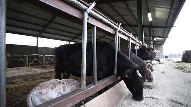 Vacas aliment&aacute;ndose
