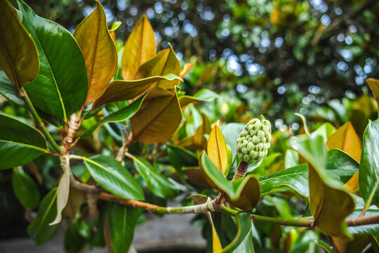 Magnolia Flower Bud Among Glossy Green Leaves