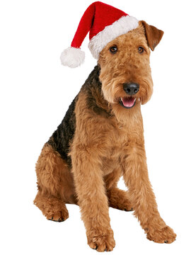 Airedale terrier dog wearing Christmas hat isolated on transparent background PNG cutout