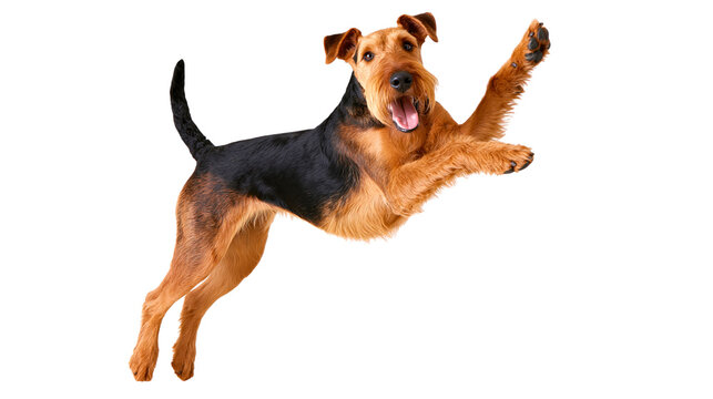 Joyful airedale terrier jumping mid air isolated on transparent background png cutout