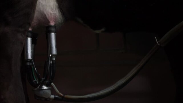 Ubres de vaca con m&aacute;quina de orde&ntilde;o autom&aacute;tico