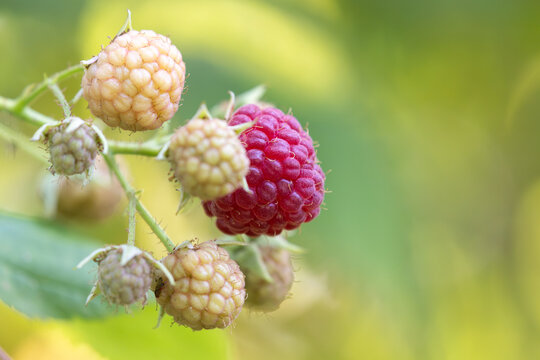 Ripe and unripe raspberries growing on a branch with a soft green background