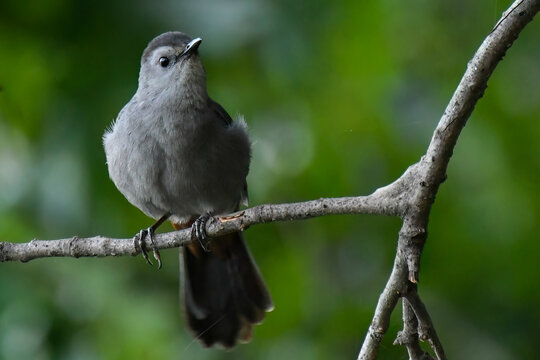 Cat bird on a limb with green background