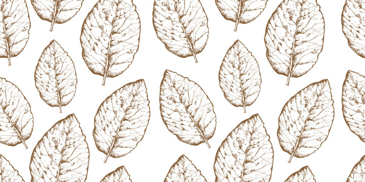 Seamless pattern with tobacco leaves on white background. Realistic sketch of leaves.