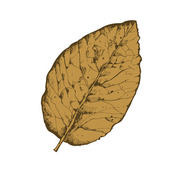 Seamless pattern with dry tobacco leaves on white background. Realistic sketch of leaves.