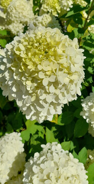 Close up of blooming white hydrangea flowers with green leaves in the bright sunlight. 