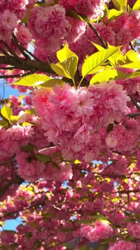 Cherry blossoms bloom during springtime in a park, showing colorful flowers and green leaves