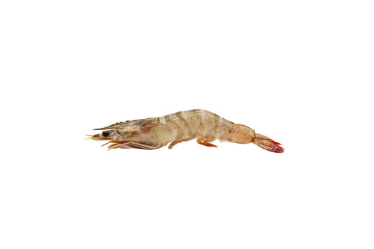 Raw fresh shrimp with translucent shell and segmented body facing left isolated on a transparent background