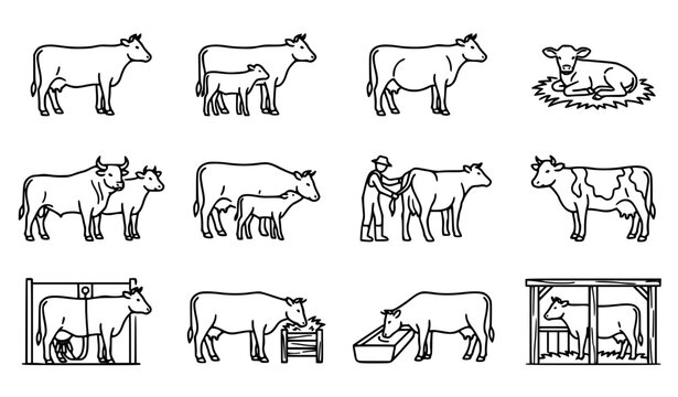 Dairy Farm and Cattle Livestock Breeding Line Icon Set Featuring Dairy Cows, Calves, Milking Machine Process, Feed Troughs, and Veterinary Care Management Symbols