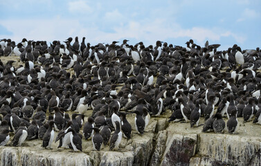 Guillemot de Troïl, Guillemot marmette, © JAG IMAGES