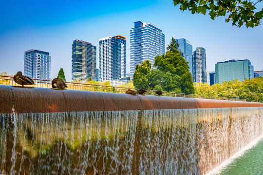 Park Waterfall Ducks 3
