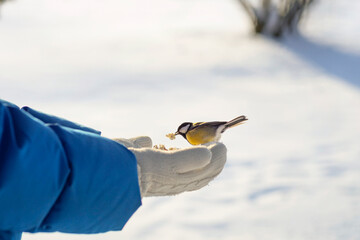 A bird is eating from a person's hands. A titmouse is perched on the palms. Concept of helping birds during the cold winter. © Leka