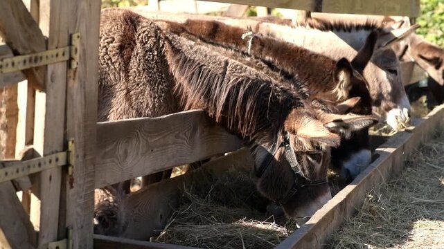 Several donkeys stand together and eat dry hay from a long wooden feeder inside a farm enclosure. 