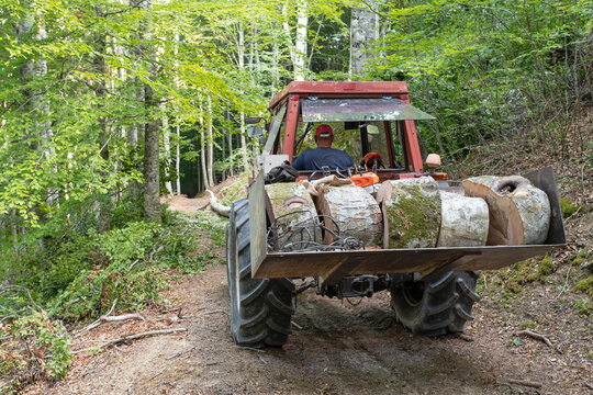 Tree felling for firewood. Tractor transporting a sectioned log.