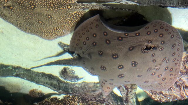Freshwater ocellate river stingray swimming over sand and rocks on the aquarium floor under clear indoor lighting.