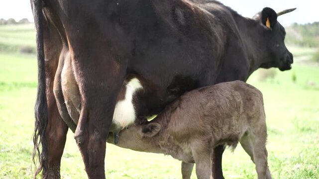 Ternero mamando de las ubres de la vaca