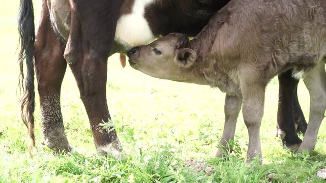 Ternero mamando de las ubres de la vaca