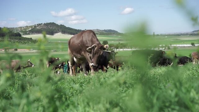 Vacas pastando con vaca curiosa