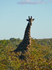 Male Giraffe © Sofia
