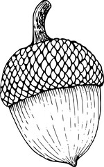 Vintage hand drawn acorn nut with cap botanical line art illustration © Korliamlor