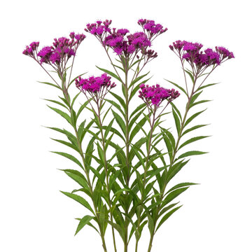 Ironweed (Vernonia fasciculata)&mdash; bright magenta clusters, tall stems-isolated on transparent background