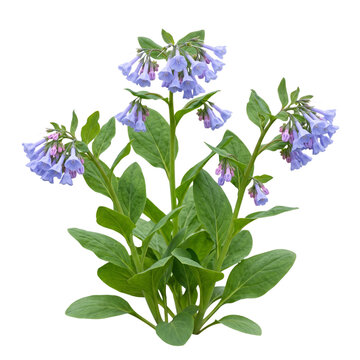 Virginia Bluebell (Mertensia virginica)&mdash; clusters of soft blue trumpet blooms, lush green leaves-presents vibrant spring bell-shaped flowers isolated on transparent background