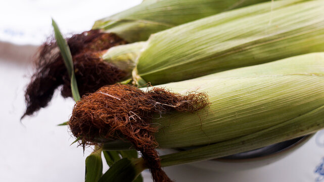 Fresh sweet corn cobs with green husks on organic farm harvest