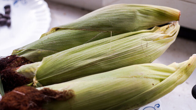 Fresh sweet corn cobs with green husks on organic farm harvest