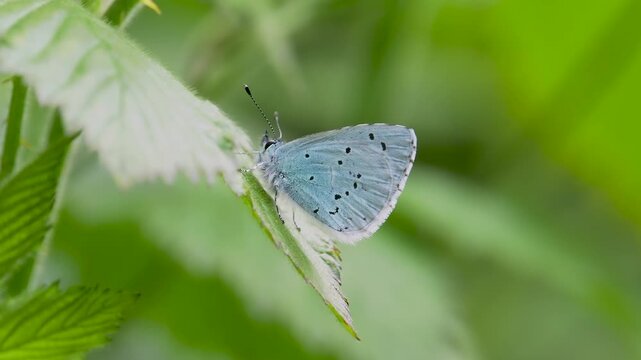 A Holly Blue Butterfly. Side View.