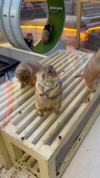 Prairie dogs standing upright and eagerly waiting for food at an animal caf&eacute;, adorable wildlife behavior, vertical video.