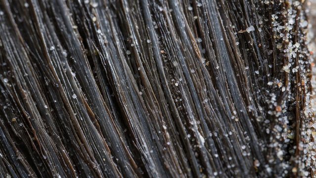 Fibrous Natural Baleen Plate Texture