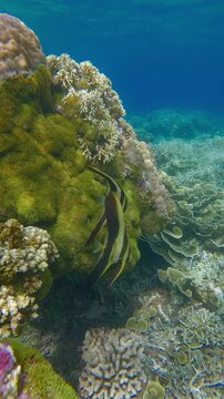 Two juvenile longfin batfish (Platax teira) hovering among dense coral before one of them gets spooked and swam away. Dauin, Philippines