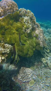 Handheld arc shot to pair of juvenile longfin batfish (Platax teira) among dense corals covered in green star polyp (Briareum) in a clear shallow reef. Dauin, Philippines