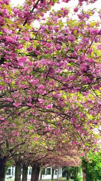 Cherry blossom path in spring in a quiet neighborhood