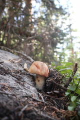 mushroom in the forest © Tiffany