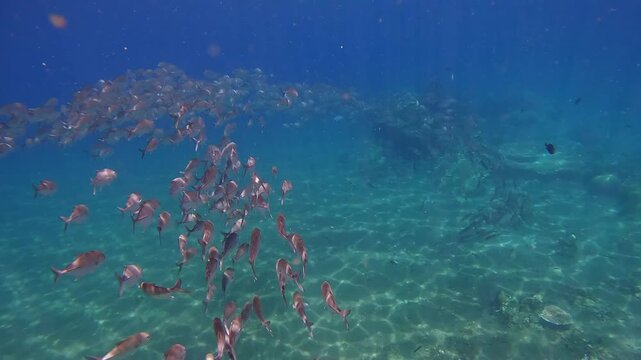Magical diving pov swimming along with a swarm of bigeye trevally (Caranx sexfasciatus) in glittering clear blue water in a display of schooling behavior. Dauin, Philippines