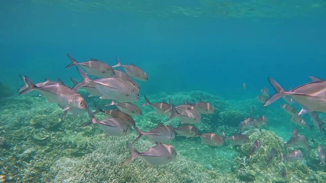 Tracking shot following group of Bigeye trevally (Caranx sexfasciatus) schooling across the coral reef in shallow clear turquoise waters. Dauin, Philippines