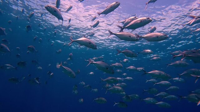 Low angle view diving pov to schools of bigeye trevally (Caranx sexfasciatus) swimming near the sunlit suface, creating a mesmerizing underwater scene. Dauin, Philippines