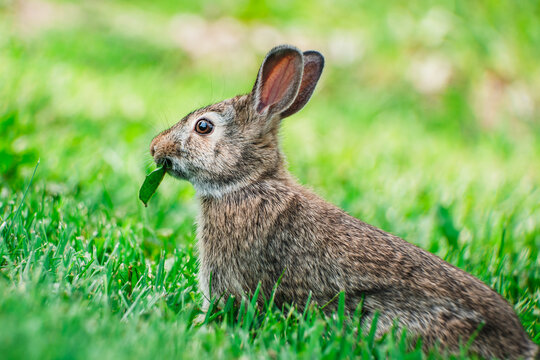 Eastern Cottontail Rabbit in Green Field Wildlife Photograph