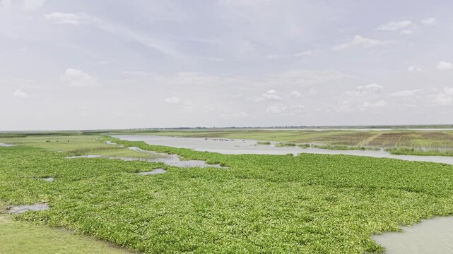 Drone view of a large herd of water buffalo bathes and rests in shallow muddy river water while a drone gradually rises above the animals, revealing the green riverbank, grass-covered charland.