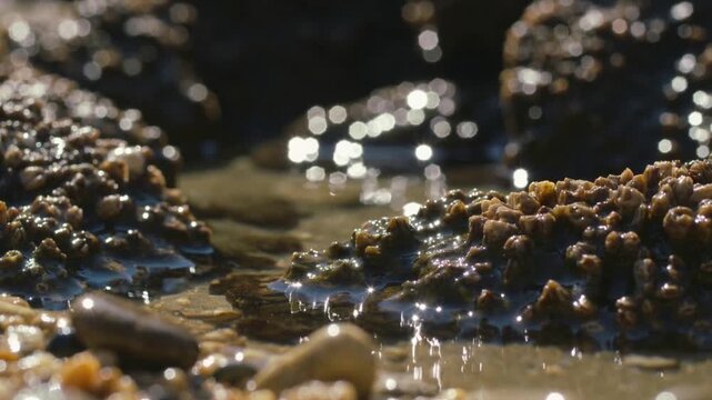 Receding tide sending stream flowing over barnacled rock into shallow pool on gravel shore glinting