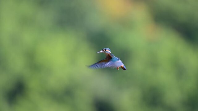 Male Common kingfisher flapping its wings while hovering above a pond and taking off in summer. Alcedo atthis, Indre-et-Loire 37, r&eacute;gion Centre-Val de Loire, France, European Union, Europe