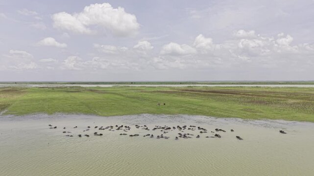 A large herd of water buffalo rests and bathes in shallow river water as a drone moves forward toward the animals, revealing muddy water, green grassland, riverbank, cloudy sky, and a rural landscape.