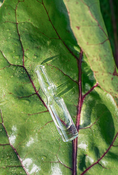 Glass ampoule on fresh green leaf as concept for modern liquid fertilizer, plant nutrition, biostimulants, and agricultural biotechnology for healthy crop growth. Biological scientific research