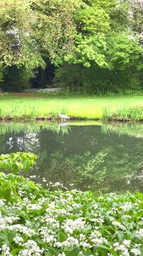 Nature by the lake shows reflections of trees and plants in the water on a sunny day