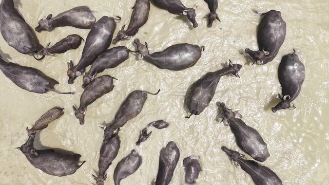 Aerial footage of numerous water buffalo cooling off and bathing together in the deep muddy waters of the Padma River in Bangladesh, showing rural livestock behavior and a distinctive river landscape 