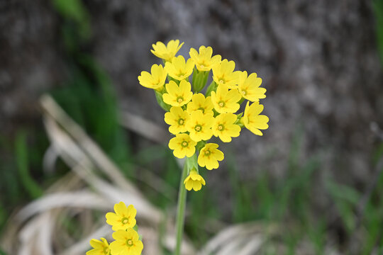 Cowslip blooming in the spring season in the field. Wild primula veris flowers growing in a green spring meadow.